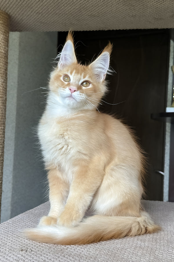 Phineas | Maine Coon Kitten
