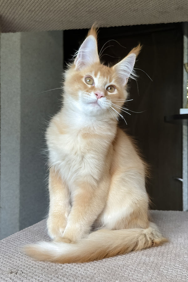 Phineas | Maine Coon Kitten