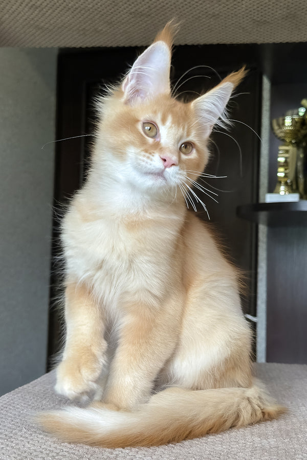 Phineas | Maine Coon Kitten