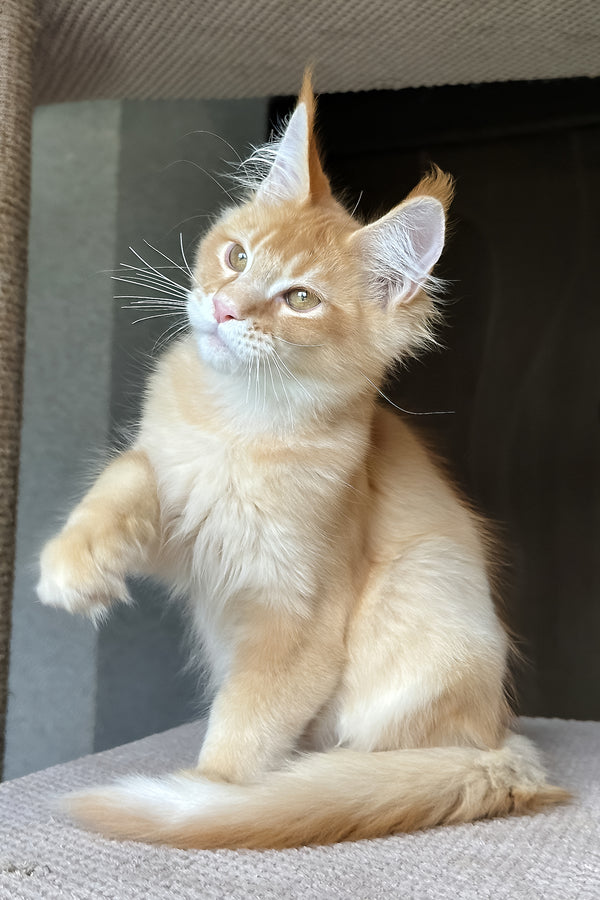 Phineas | Maine Coon Kitten