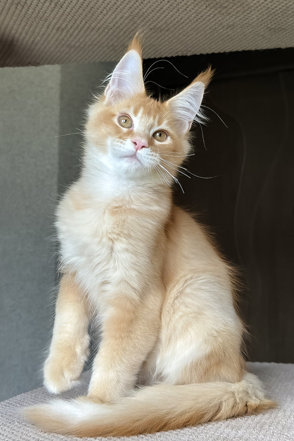 Phineas | Maine Coon Kitten
