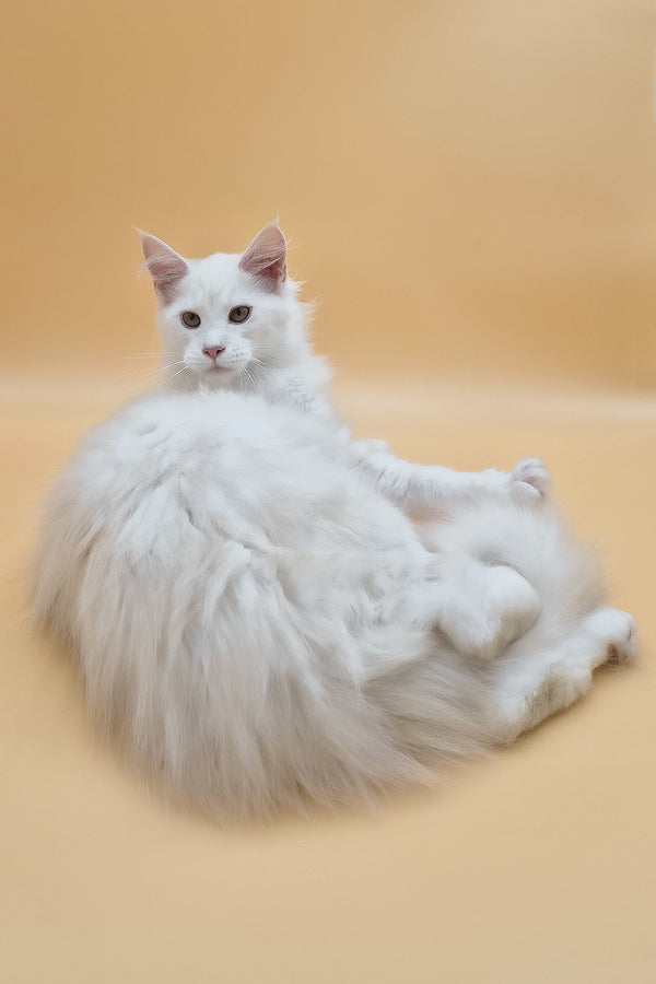 Penelope | Maine Coon Kitten