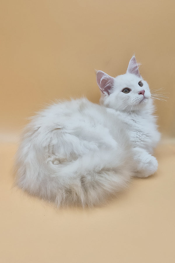 Penelope | Maine Coon Kitten