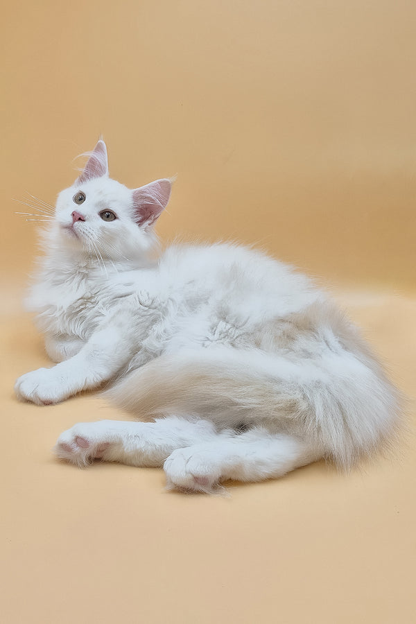 Penelope | Maine Coon Kitten