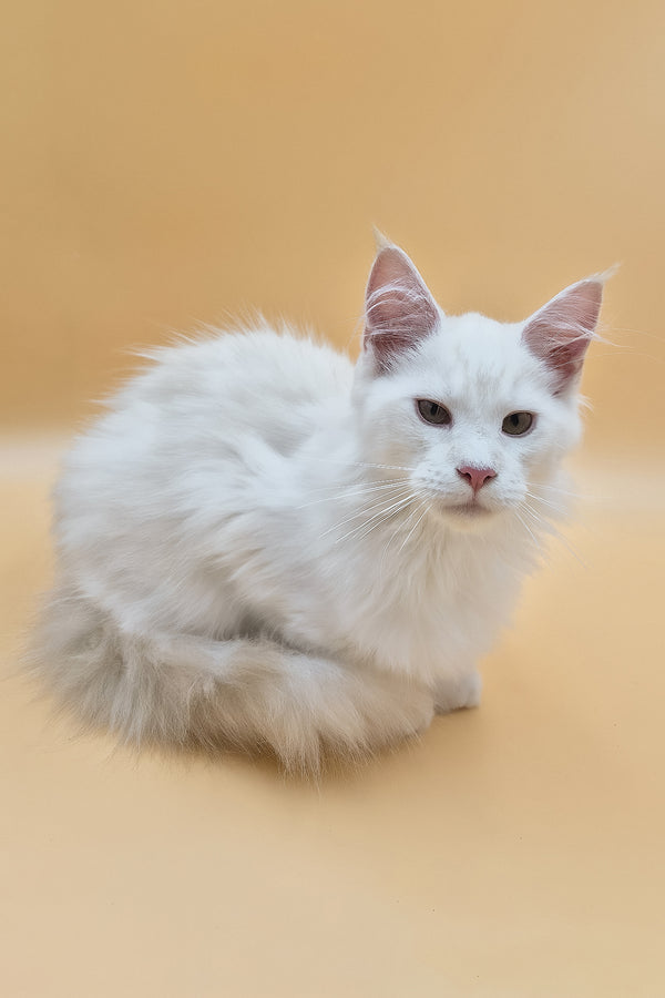 Penelope | Maine Coon Kitten
