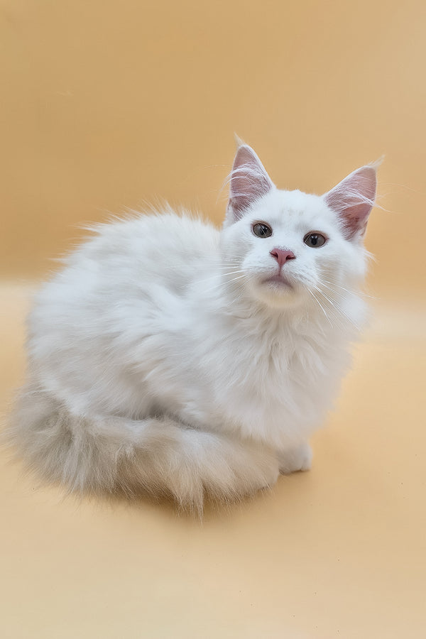 Penelope | Maine Coon Kitten