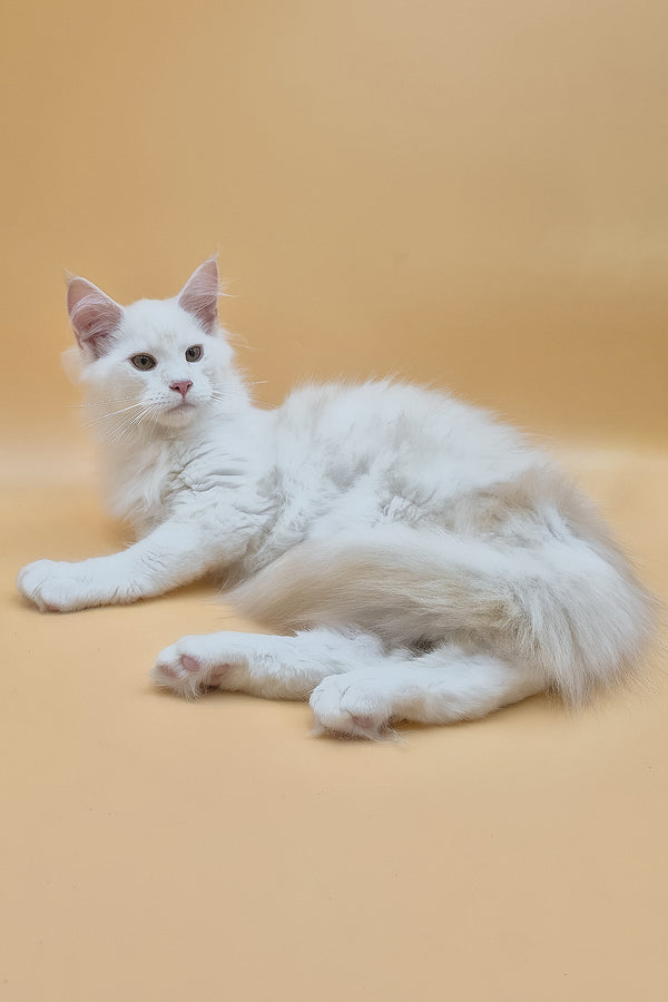 Penelope | Maine Coon Kitten
