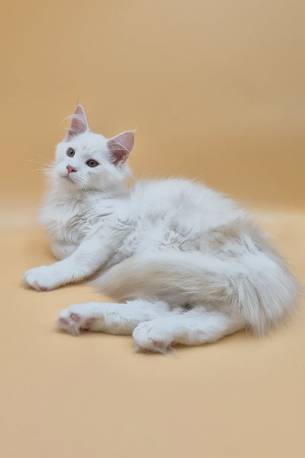 Penelope | Maine Coon Kitten