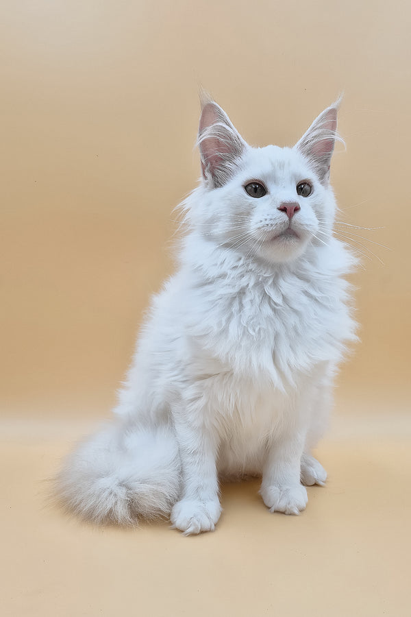 Penelope | Maine Coon Kitten