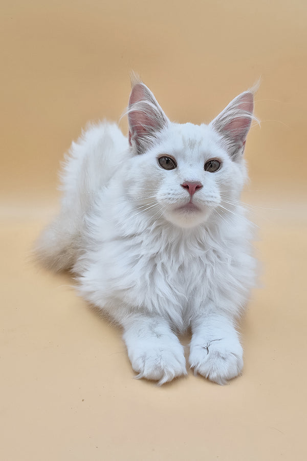 Penelope | Maine Coon Kitten