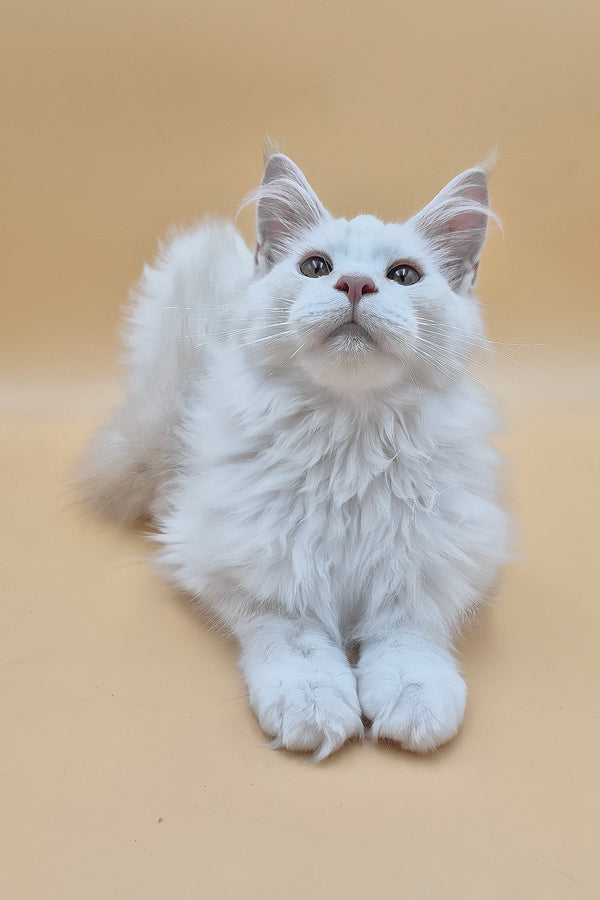 Penelope | Maine Coon Kitten