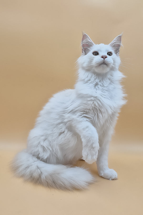 Penelope | Maine Coon Kitten