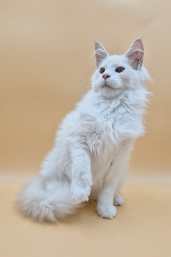 Penelope | Maine Coon Kitten