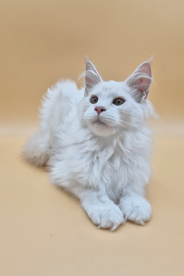 Penelope | Maine Coon Kitten