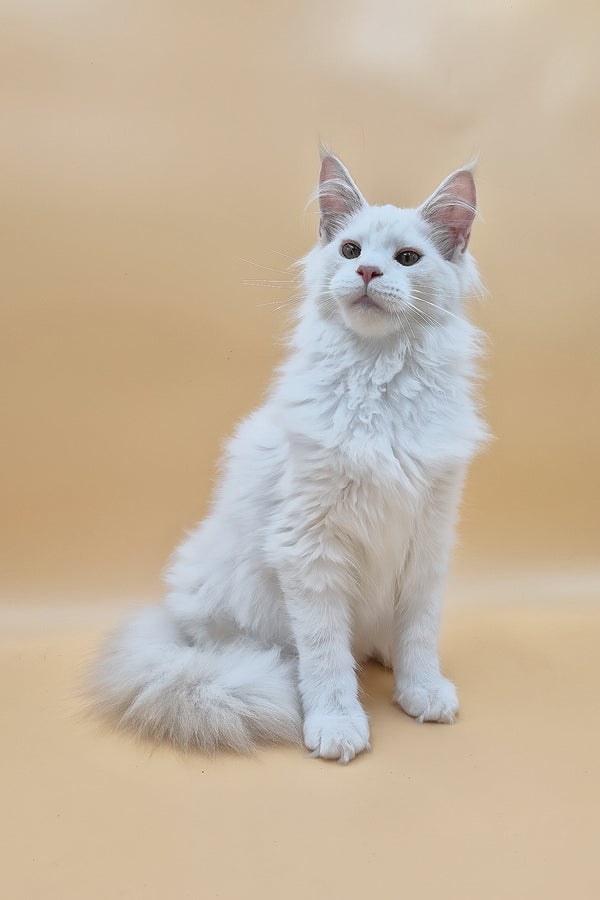 Penelope | Maine Coon Kitten