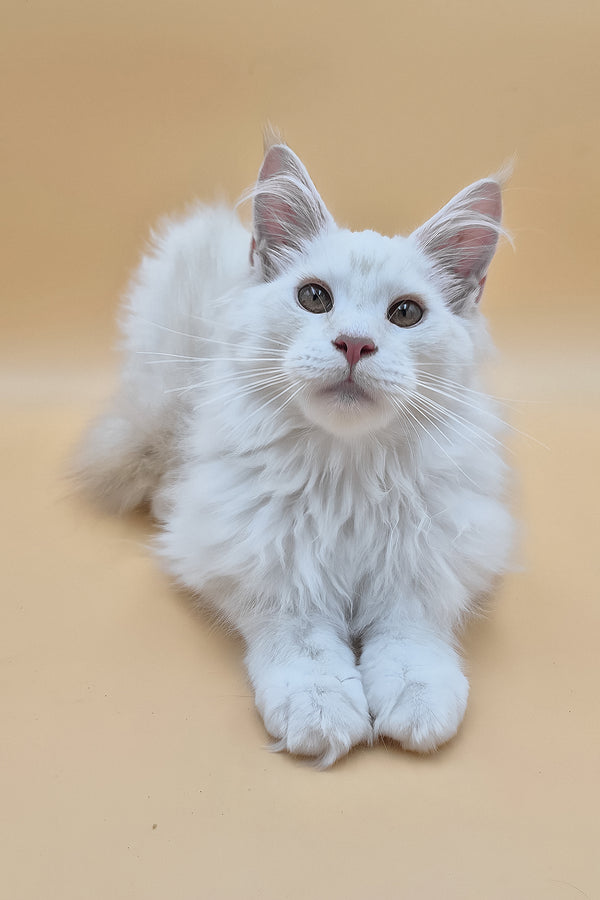 Penelope | Maine Coon Kitten
