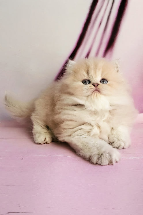Penelope | British Longhair Kitten