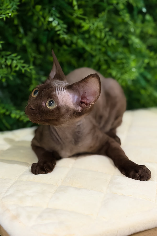 Pixie | Devon Rex Kitten