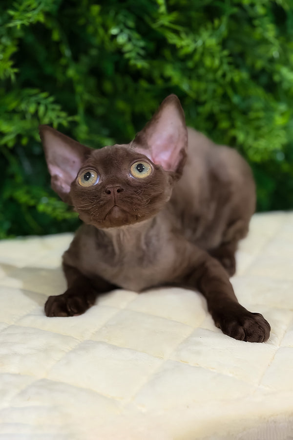 Pixie | Devon Rex Kitten