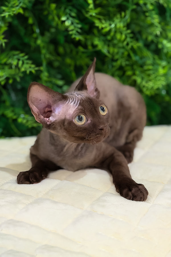 Pixie | Devon Rex Kitten