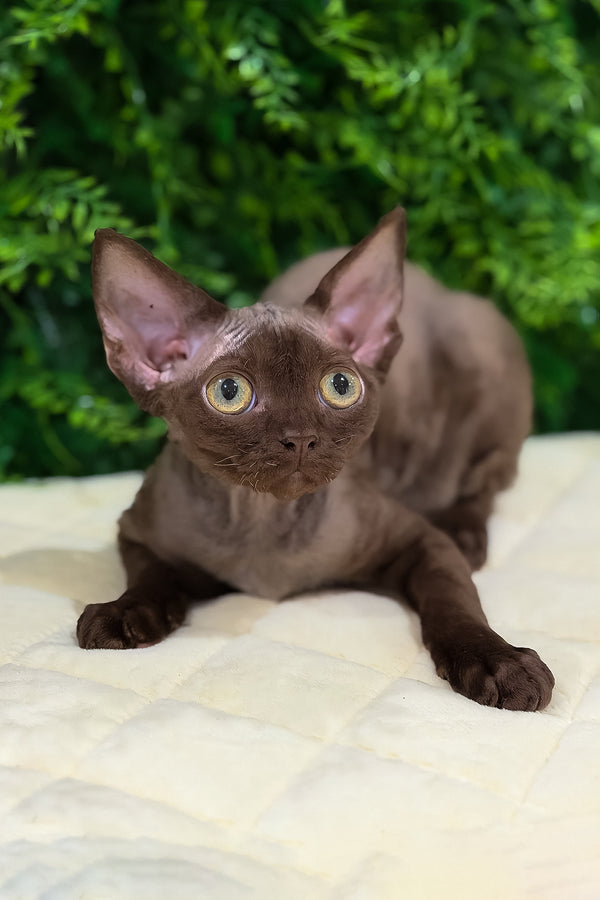 Pixie | Devon Rex Kitten