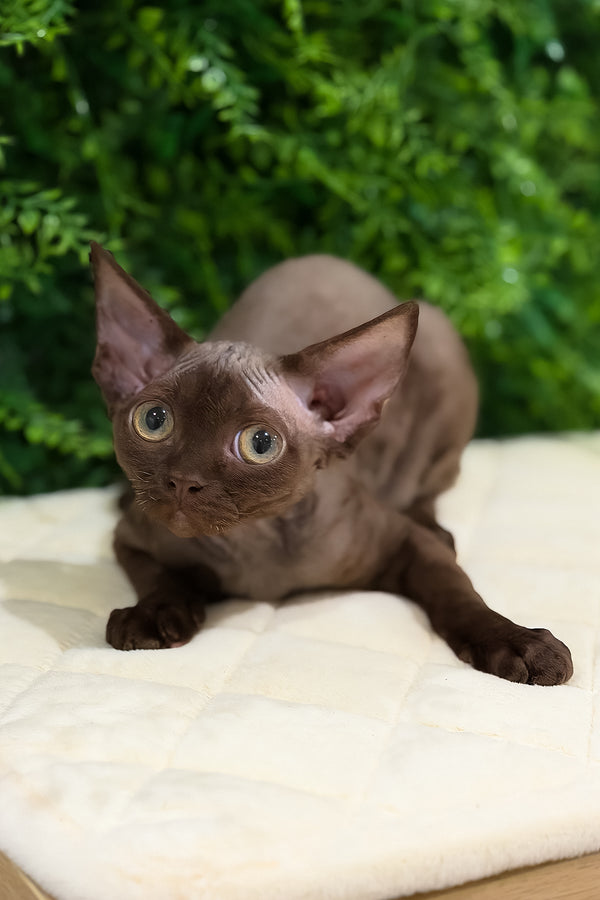 Pixie | Devon Rex Kitten