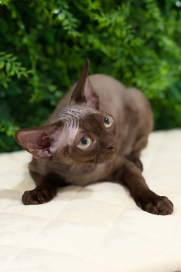 Pixie | Devon Rex Kitten