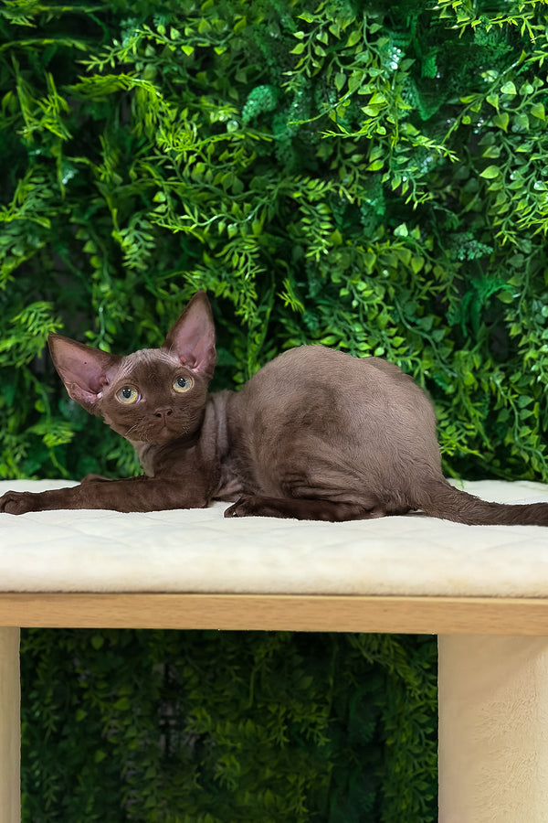Pixie | Devon Rex Kitten