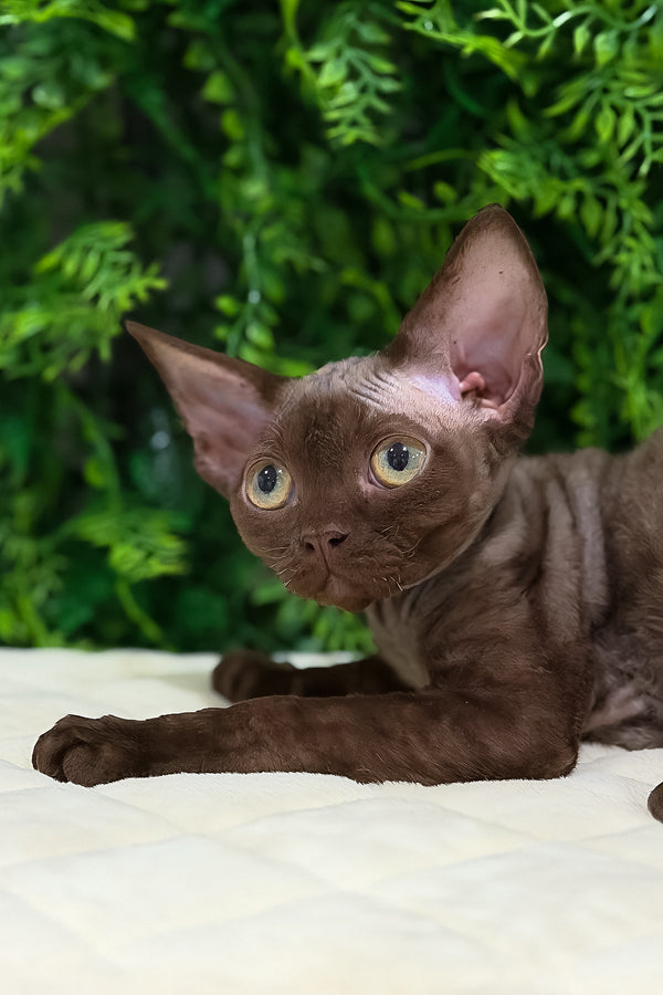 Pixie | Devon Rex Kitten