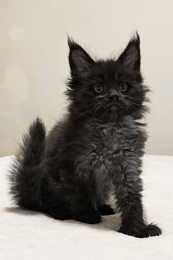 Porsche | Polydactyl Maine Coon Kitten