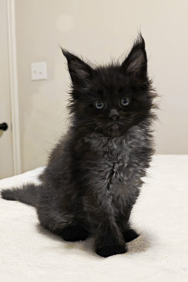 Porsche | Polydactyl Maine Coon Kitten