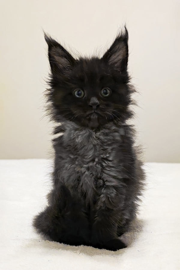 Porsche | Polydactyl Maine Coon Kitten