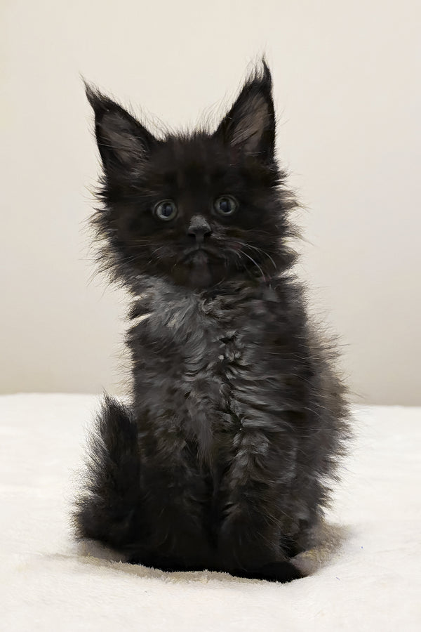 Porsche | Polydactyl Maine Coon Kitten