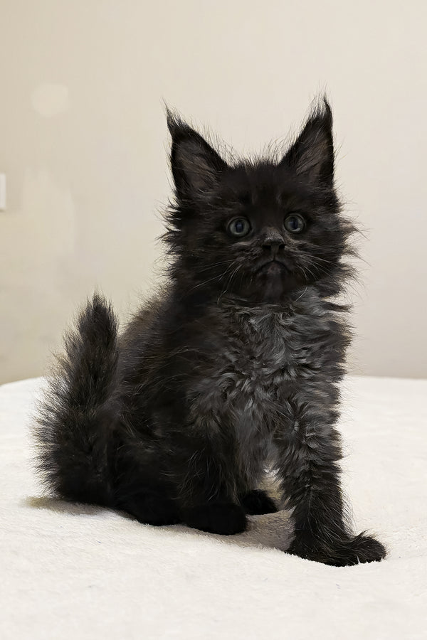 Porsche | Polydactyl Maine Coon Kitten