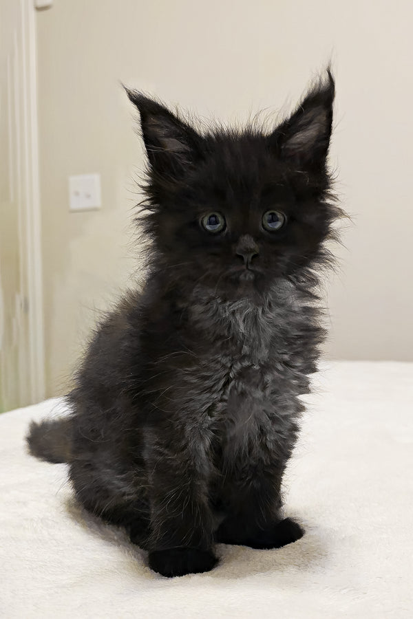 Porsche | Polydactyl Maine Coon Kitten