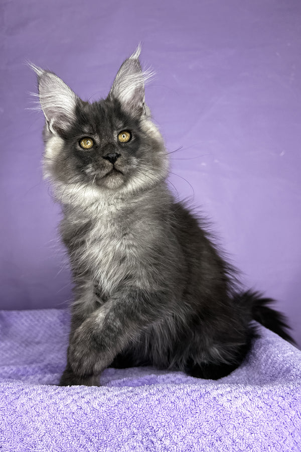 Prince | Maine Coon Kitten