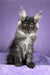 Prince | Maine Coon Kitten