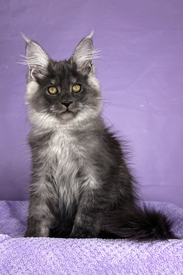 Prince | Maine Coon Kitten