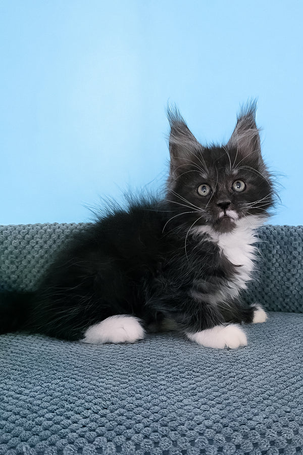 Puma | Maine Coon Kitten