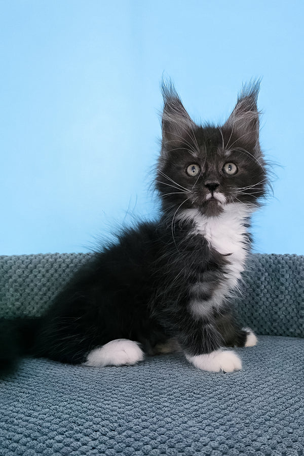 Puma | Maine Coon Kitten
