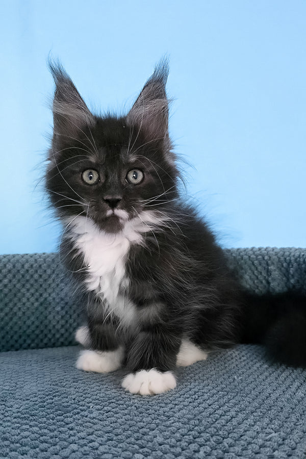 Puma | Maine Coon Kitten