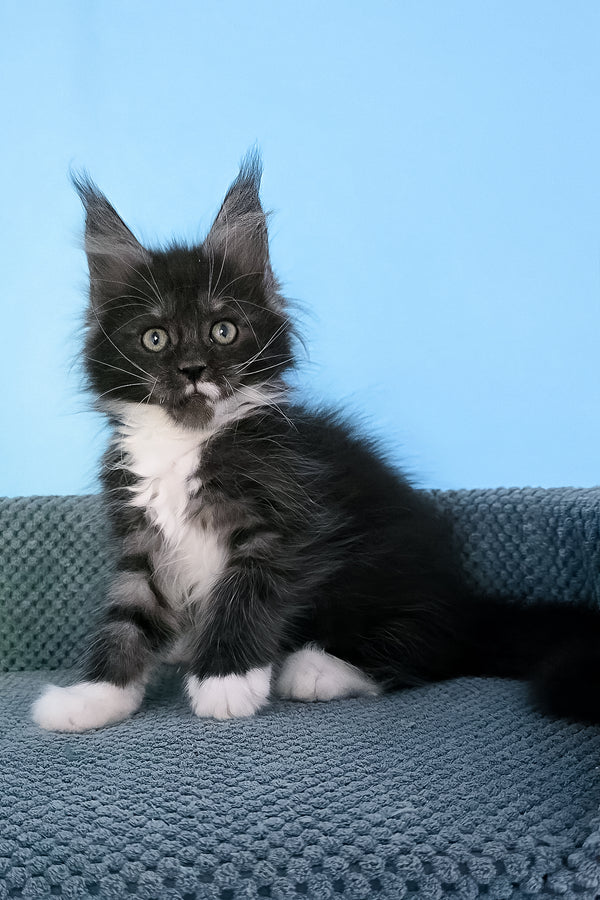 Puma | Maine Coon Kitten