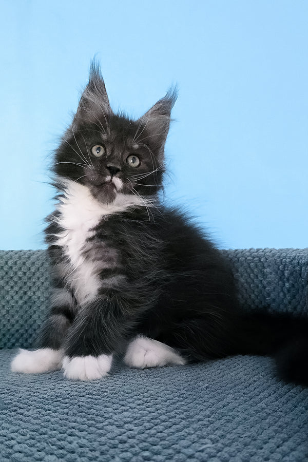 Puma | Maine Coon Kitten