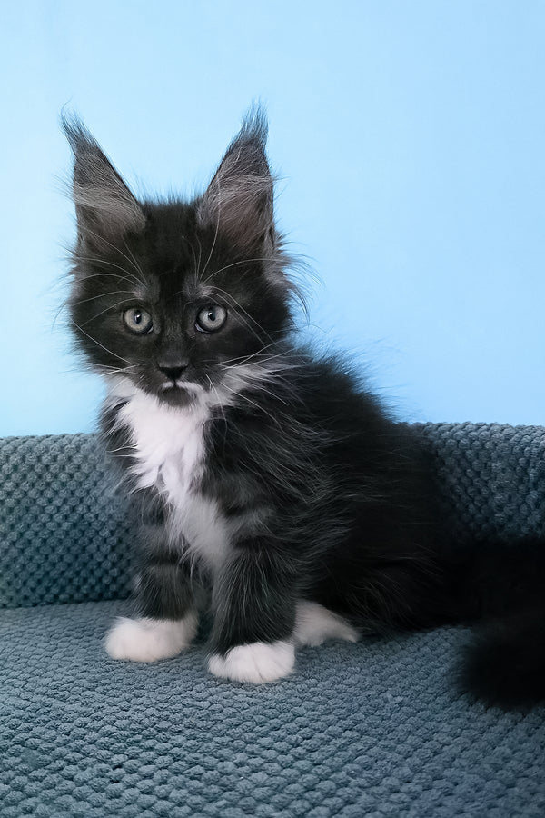 Puma | Maine Coon Kitten
