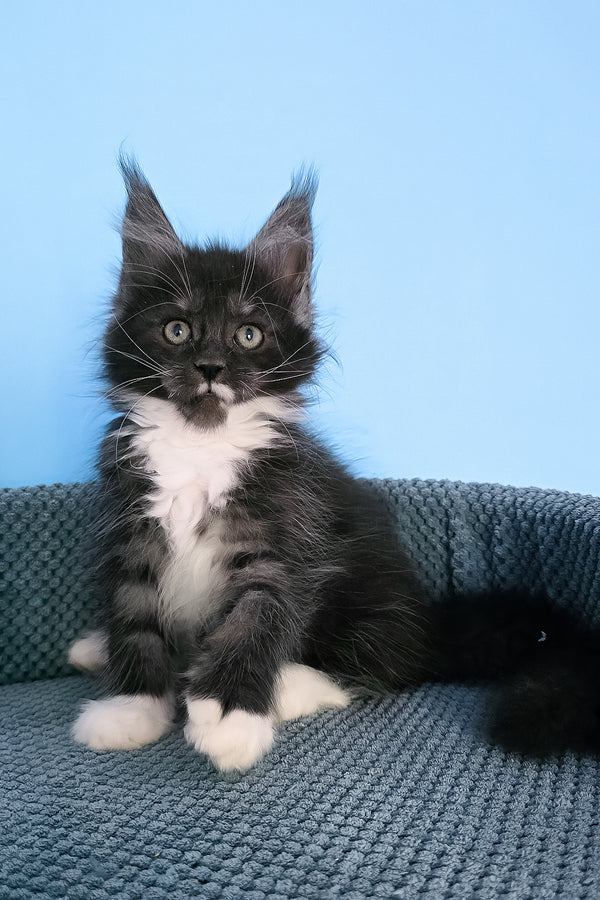 Puma | Maine Coon Kitten