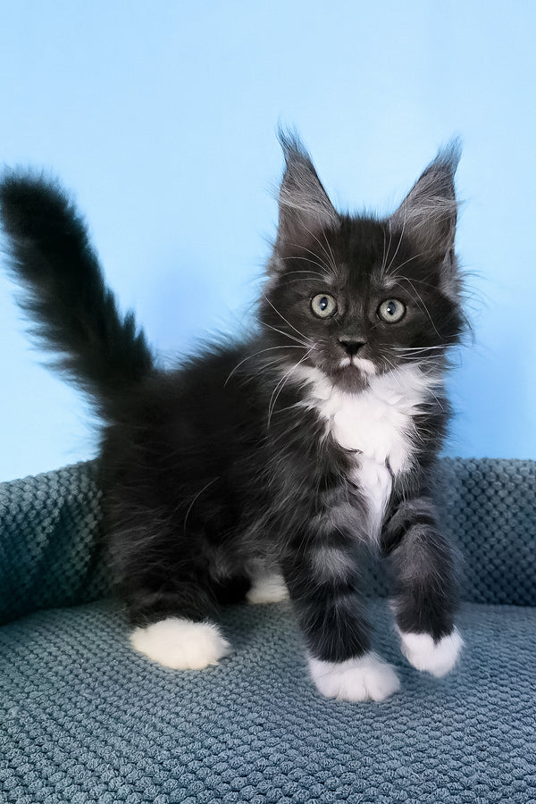 Puma | Maine Coon Kitten