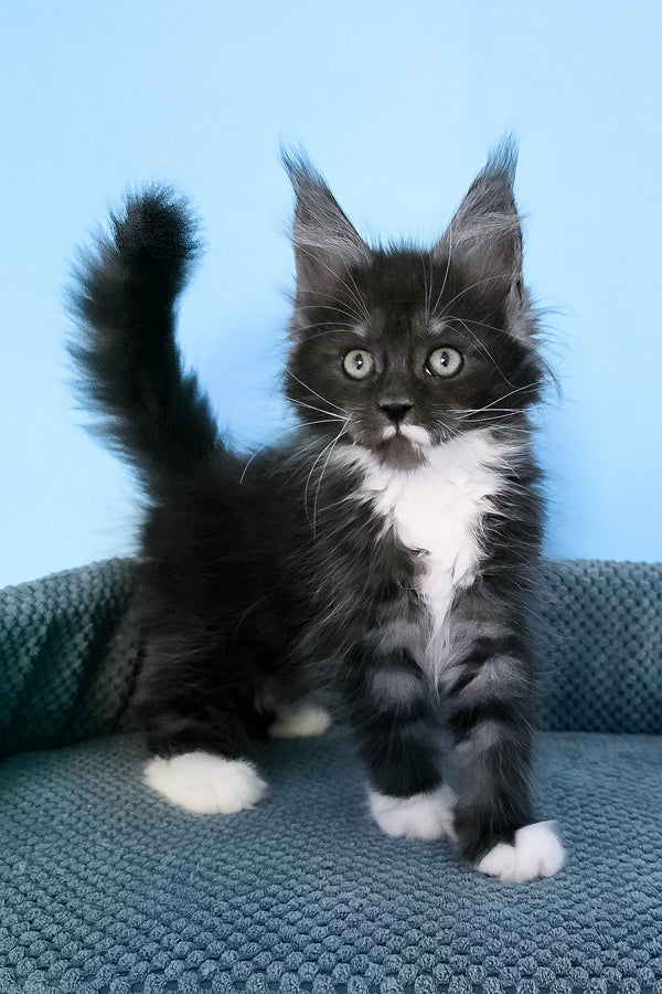 Puma | Maine Coon Kitten