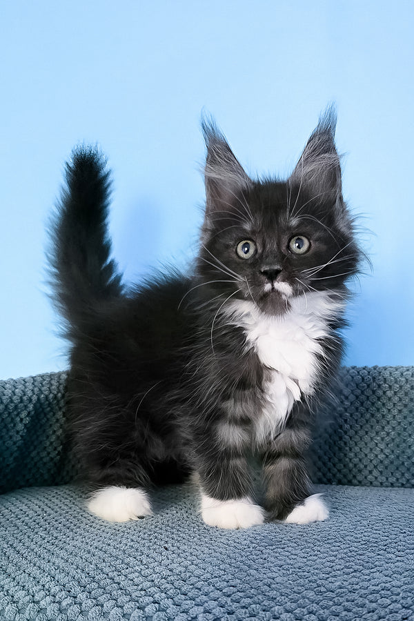 Puma | Maine Coon Kitten
