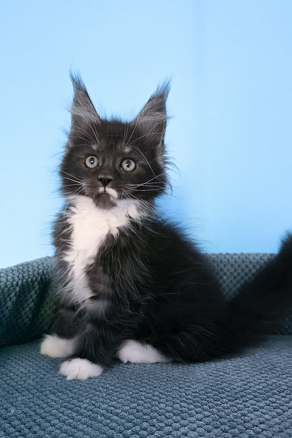 Puma | Maine Coon Kitten