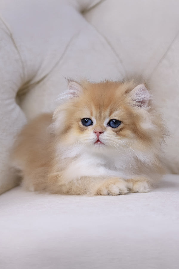 Quantum | British Longhair Kitten